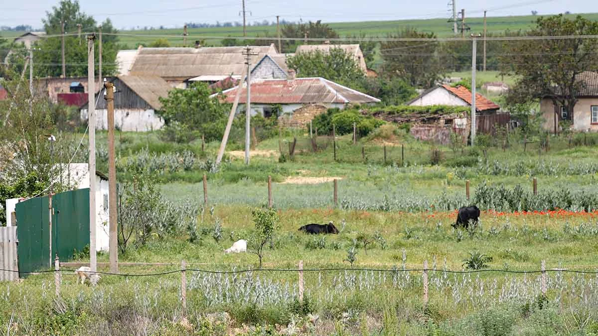 село в Херсонській області. Будинки, корова