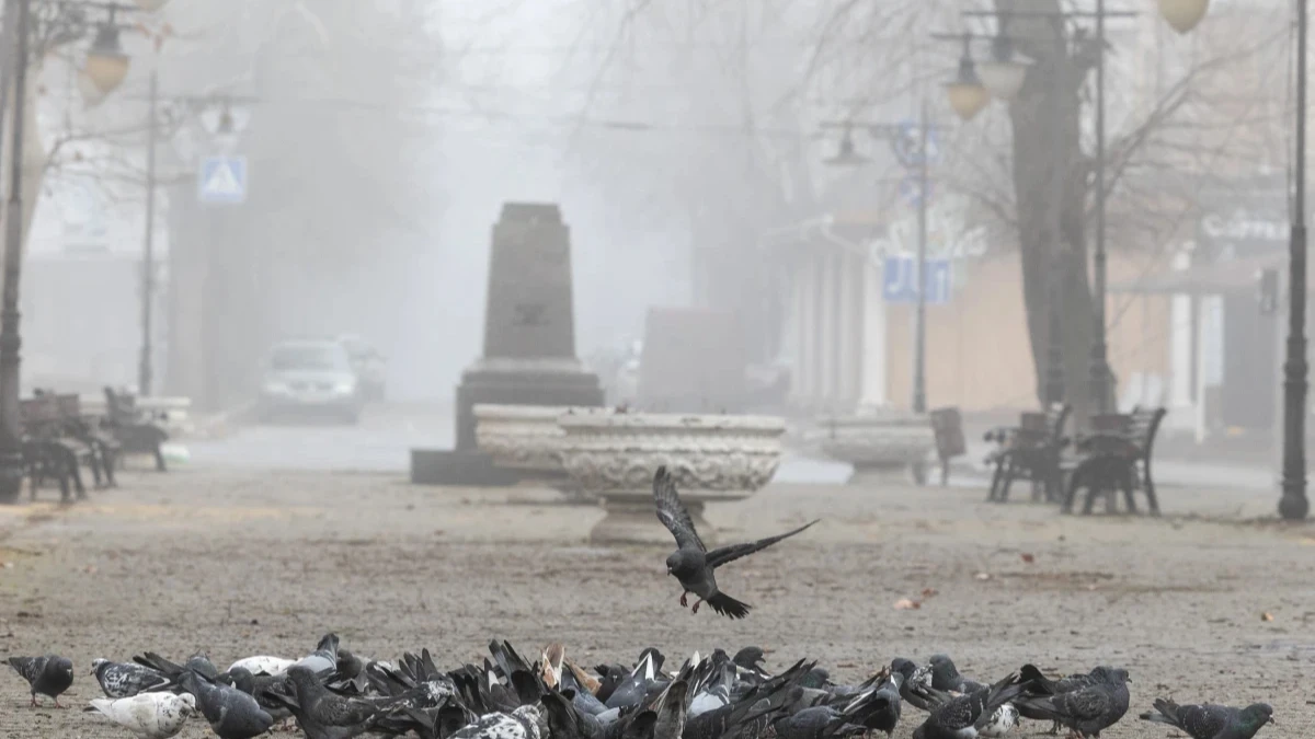 голуби на площі