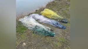 сітки з рибою