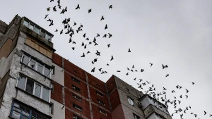 багатоповерхівка, птахи