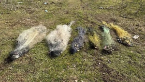 сітки з рибою