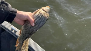 Інспектори  випускають живу рибу з браконьєрських сіток