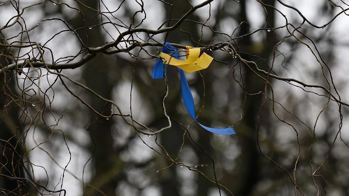 стрічка на дереві