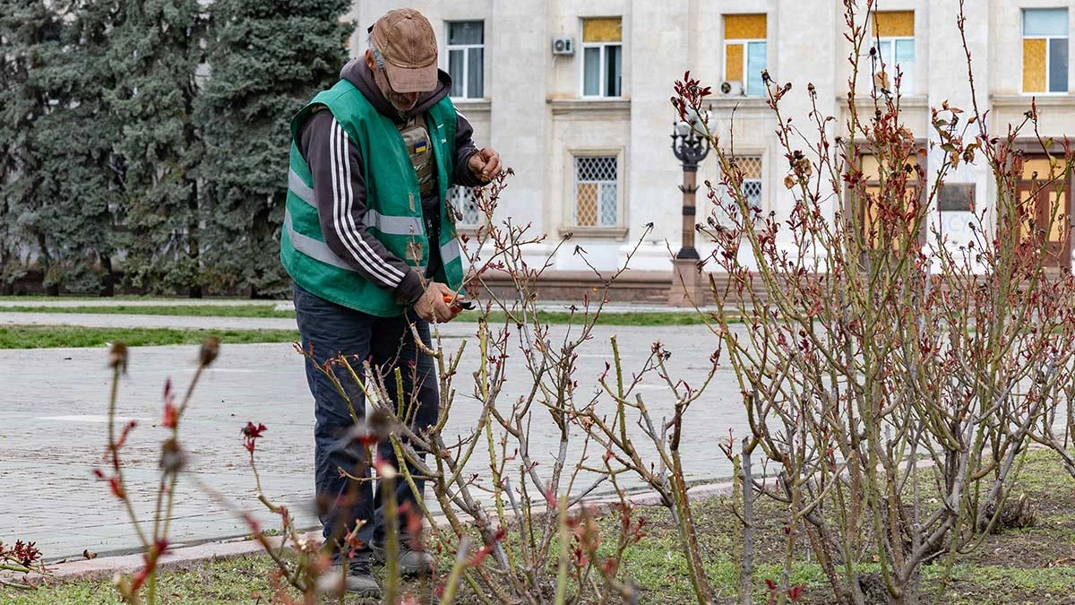 підрізають троянди, погода