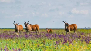 заповідник Асканія-Нова