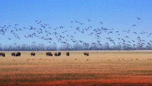 Асканія-Нова