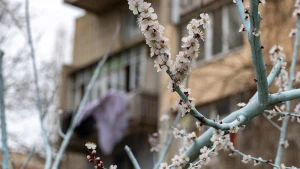 дерево абрикоса