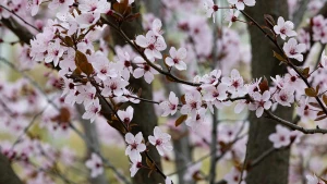 весна в Херсоні