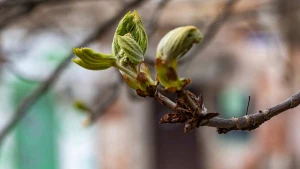 погода, весна