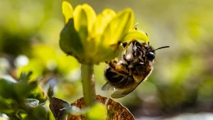 бджола, квітка, весна