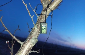 Температуквітні в саду Херсонщини