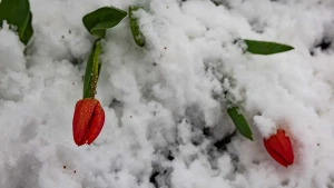 сніг, квіти