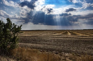 Поле після жнив на Херсонщині у серпні 2024 року. 