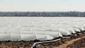 агроволокно