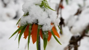 сніг в Херсоні