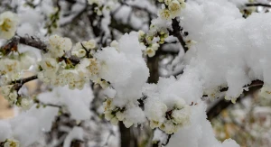 Заморозки у квітні 2025 року прийшлись на час цвітіння плодових дерев