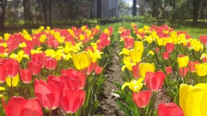 Тюльпани у Нововоронцовці 