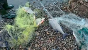 незаконний вилов риби