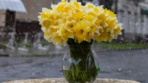 Нарциси під сніго