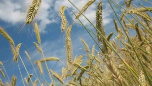 пшениця