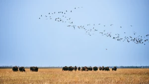 Асканія Нова