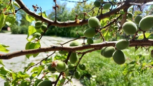 Абрикоси у Херсоні