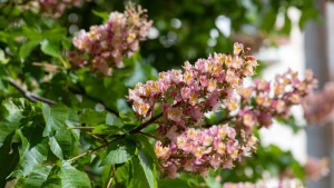 Каштани у Херсоні