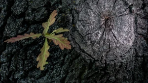 погода, природа