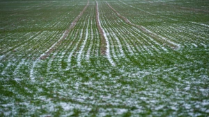 Поля снігом