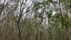 верба, Каховська ГЕС