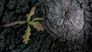 погода, дерево