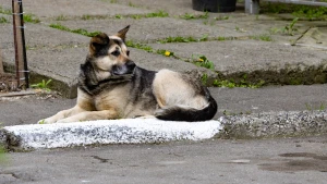 собака, Херсон