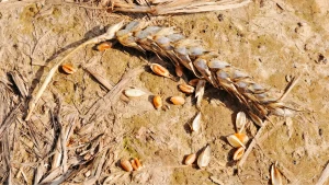 Неврожай на Херсонщині