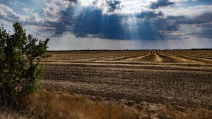 Поле на Херсонщині