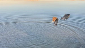 Нерест на Херсонщині