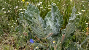 квіти, погода