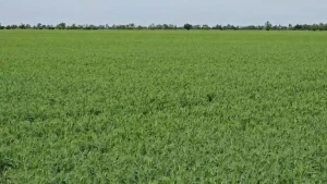 Поля Херсонщини