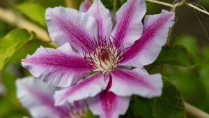 квітка, погода