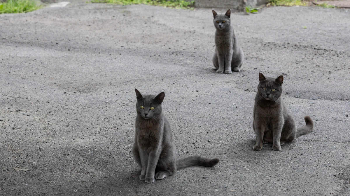 коти 