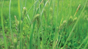 Осока житня