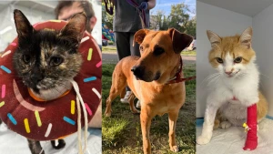 пораненні тварини 