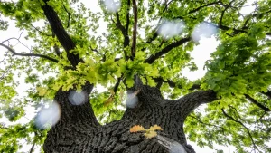 дерево, погода