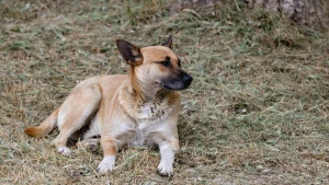 собака, погода