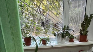 Розбиті вікна в МВА