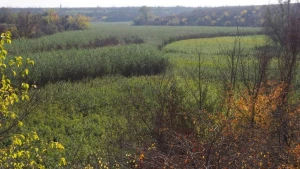 Територія Каховського водосховища, що заросла вербою