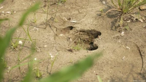  сліди диких кабанів