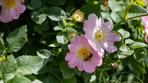 Квіти шипшини у Херсоні