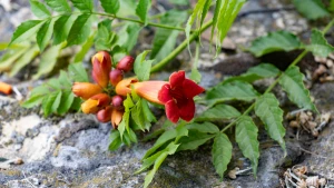 квіти, погода