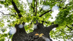 дерево, погода