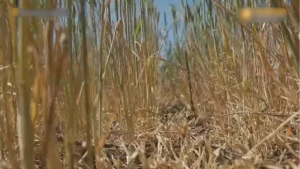 Скриншот з відео окупаційного ЗМІ